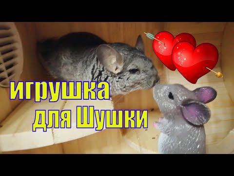 Видео: У ШУШИ НОВАЯ ИГРУШКА /ОДНА ИЛИ ДВЕ ШИНШИЛЛЫ