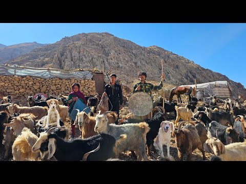 Видео: Настоящая жизнь кочевников в горах: выпас коз на опасных тропах и сбор диких фруктов
