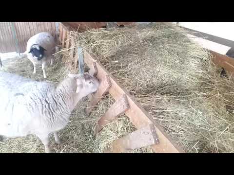 Видео: содержание овец.
