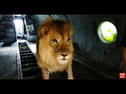 Видео: Огромный лев, который ЖИВЕТ в САМОЛЕТЕ! A huge lion that LIVES on a PLANE!