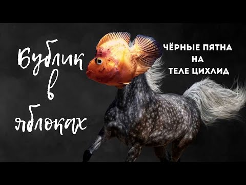 Видео: ЦИХЛИДЫ ✔  ЧЕРНЫЕ ПЯТНА У РЫБ ПОПУГАЕВ . ПРИЧИНЫ ПОЯВЛЕНИЯ ЧЕРНЫХ ПЯТЕН У ЦИХЛИД .🌑🌚🌒