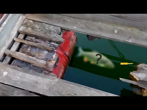 Видео: Лових в дупка пълна с риба. Какво хванах? Мормишинг риболов на яз.Жребчево 