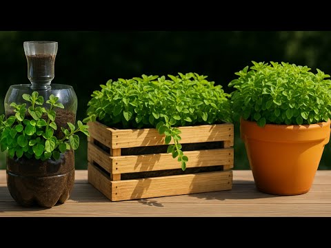 Видео: 🌿 Как посадить и вырастить орегано, чтобы больше никогда его не покупать