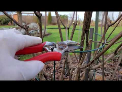 Видео: Как обрезать метельчатую гортензию.