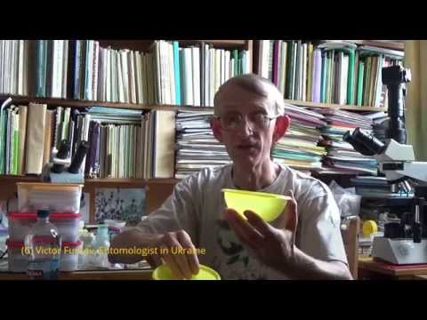Видео: Ентомологу: Які Треба Використовувати Методи Зборів і Зберегання Комахх?