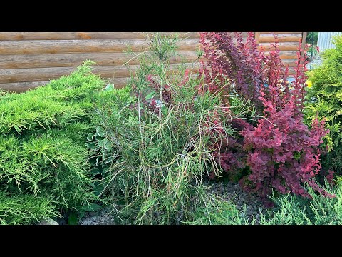 Видео: ⛈️💨🤦‍♀️Теперь только так!!! Бегом между цветниками-обзор Уральского сада 28 июля#обзорсада#уралиюль