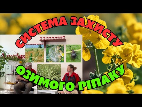 Видео: Захист озимого ріпаку від бур’янів, хвороб та шкідників