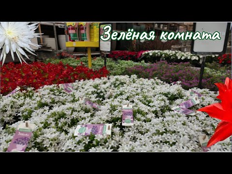 Видео: Растения, шопинг и ботанический хаос: весёлый тур по садовому центру.