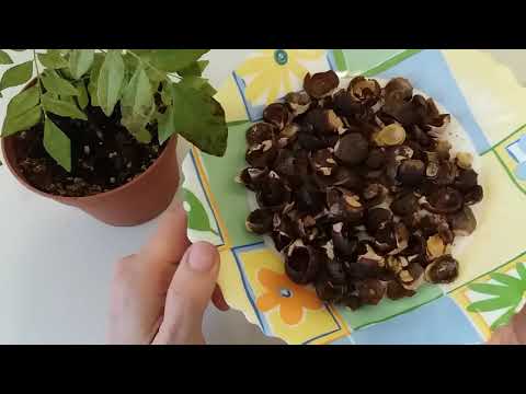 Видео: Мыльные орехи  Что это?