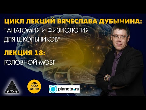 Видео: Вячеслав Дубынин: "Головной мозг" (Лекция 18)