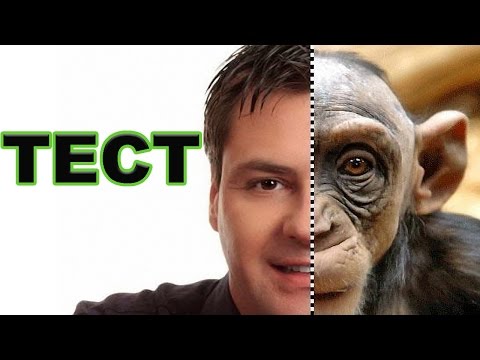 Видео: ТЕСТ НА ПРИМАТИВНОСТЬ! ПОНЯТИЕ ПРИМАТИВНОСТИ