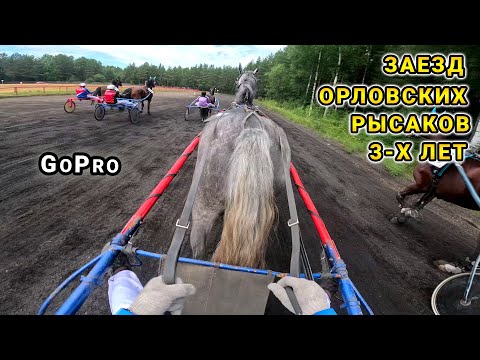 Видео: Заезд орловских рысаков 3-х лет - GoPro - Гордость Поморья 2024