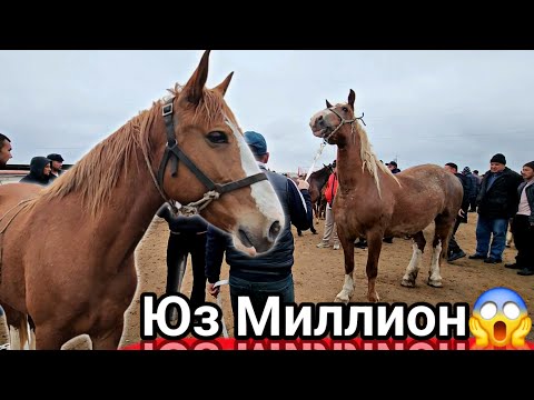 Видео: ОХХО 2ТА БУГОЗ БИЯ ЮЗ МИЛЛИОН..SHOHIDON OT BOZORI 25.03.2025..#horse #otlar #OT