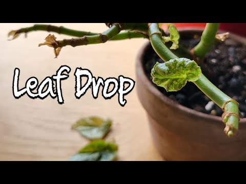 Видео: Советы и рекомендации по предотвращению опадения листьев у бегонии пятнистой