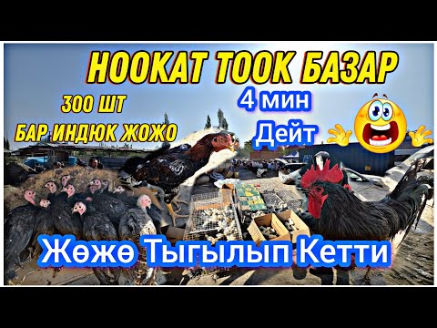 Видео: НООКАТ ТООК БАЗАР 300 ШТ ИНДЮК ЖӨЖӨ БАР ДАКАН ГААЗ ТООК 4 МИН ДЕЙТ