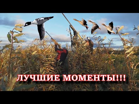 Видео: ЛУЧШИЕ МОМЕНТЫ С ОХОТЫ НА ГУСЯ И УТКУ!!! ТОЛЬКО ВЫСТРЕЛЫ!!!