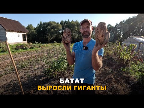 Видео: ТАКОГО ОТ БАТАТА Я НЕ ОЖИДАЛ. Сладкий картофель уже вырос, пришло время собирать урожай.