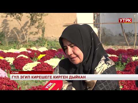 Видео: Гүл эгип кирешеге кирген дыйкан