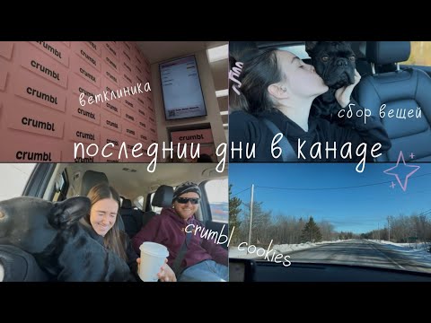 Видео: Влог/ Документы для собаки/ Crumble cookies