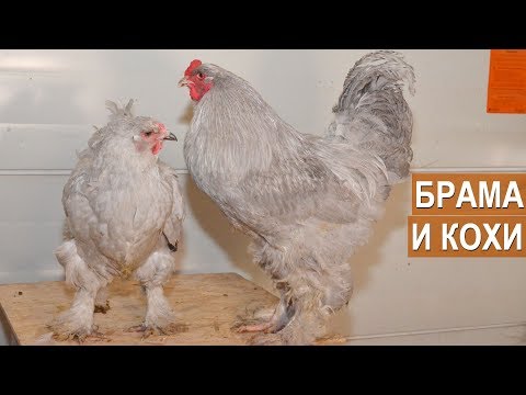 Видео: БРАМА И КОХИНХИНЫ. НОВЫЕ И РЕДКИЕ ОКРАСЫ. Птицеводческое хозяйство Сергея Фоменко. Март-2018