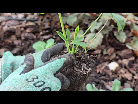 Видео: Саджаю чемерники. Осінь, гаряча пора для мене. Ділення півоній.