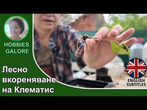 Видео: Вкореняване на Клематис от резници- стъпка по стъпка.