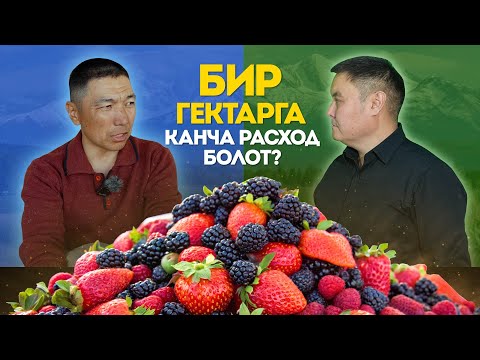 Видео: Ежевика менен иштесе болобу? Гектардан канча түшүм алса болот? Түшүм Булагы дыйкандан жолу. Агролайф