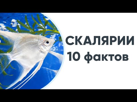 Видео: 10 фактов о скаляриях, которые нужно знать каждому аквариумисту