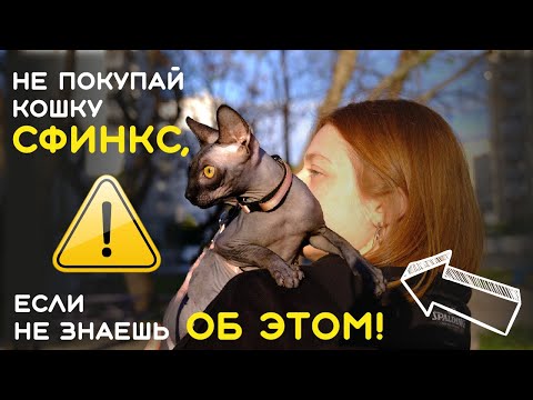 Видео: Стоит ли завести кошку сфинкс ?  I Sphynx kedisi sahiplenmek değer mi? ( TR altyazılı )