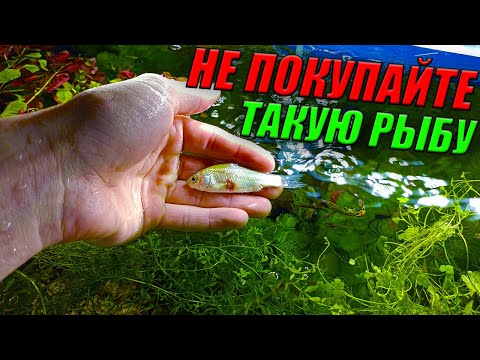 Видео: Никогда не покупайте такую рыбу! [ОНА 100% ПОГИБНЕТ]