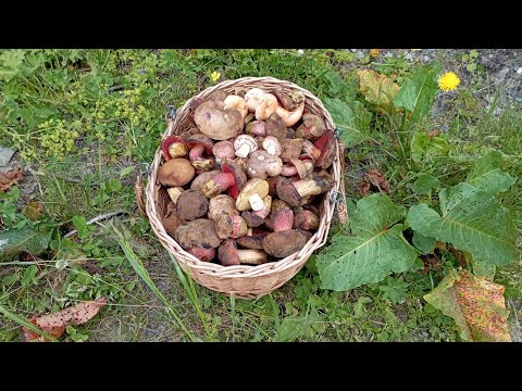 Видео: Грибной поход за ДУБОВИКАМИ! Но теперь ещё и РЫЖИКИ!!! По грибы 4 июля 2023 года.