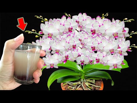 Видео: Полейте один раз! Любая орхидея обязательно зацветёт, корни будут крепкими!