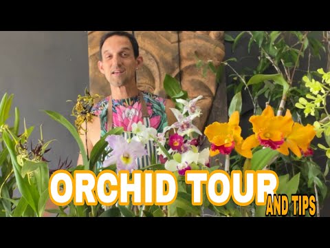 Видео: Орхидея, успех! Моя гостиная полна цветов, и вот как