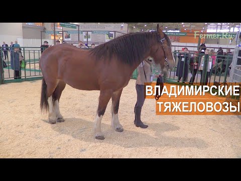 Видео: Владимирские тяжеловозы. Выставка Агрофарм-2020.