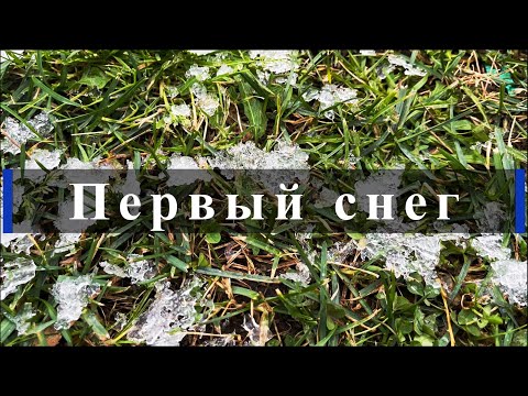 Видео: Первый снег. Питомник растений Е. Иващенко