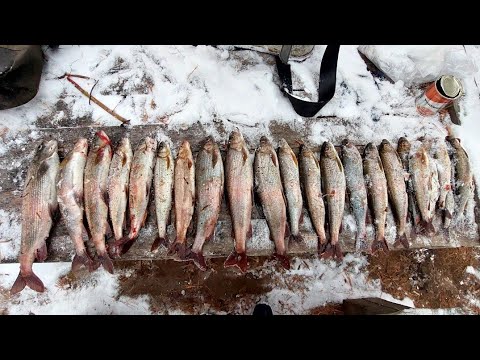 Видео: Рыбалка в ноябре(Турка)