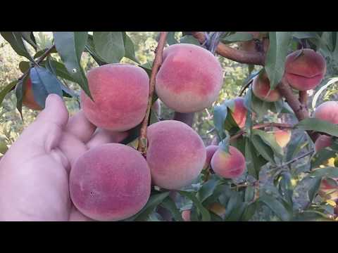 Видео: Персик сорт поздний Лаурол(peach Laurol)