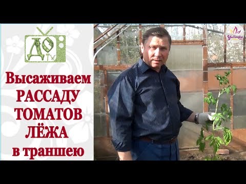 Видео: Высадка РАССАДЫ ТОМАТОВ в ТРАНШЕЮ ЛЁЖА. Какие ПЛЮСЫ такой посадки?