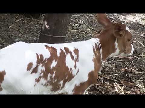 Видео: Кормление теленка после отела.КОГДА, КАК и СКОЛЬКО?