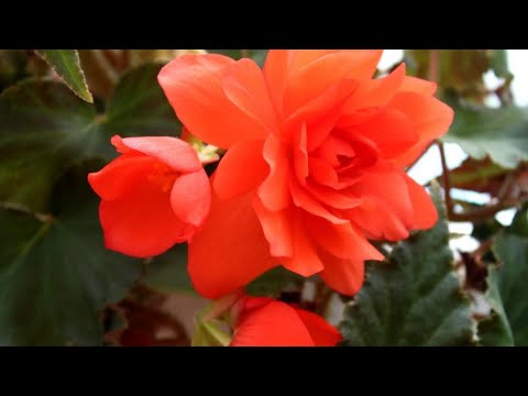 Видео: 💖🌺🌺🌺Бегония ,ну как же ее укоренить❓❓❓#бегония #бегонии