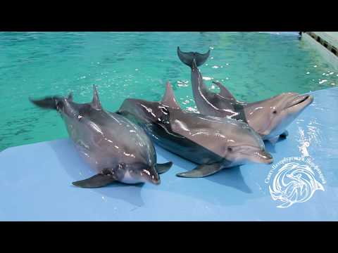 Видео: Плавание с дельфинами в Санкт-Петербургском Дельфинарии на Крестовском