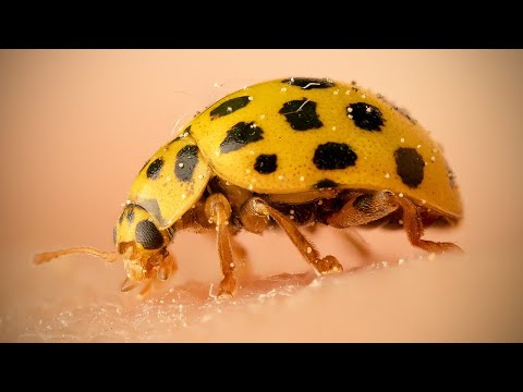 Видео: Макрофотография Olympus — режим стекирования фокуса или брекетинга?