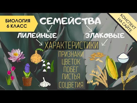 Видео: Семейство Лилейные. Семейство Злаковые. Биология 6 класс. Однодольные растения. Злаки. Видеоурок