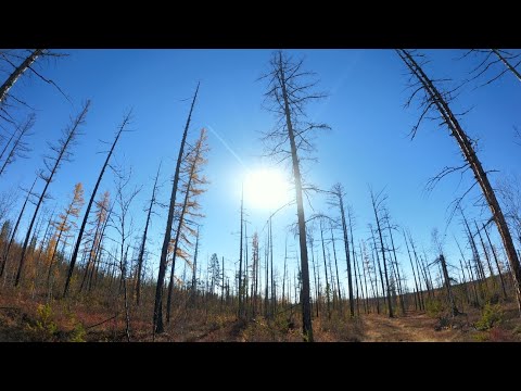 Видео: Моя первая охота на лося. Часть 2