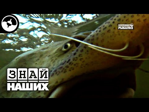 Видео: Рыбалка в Охотском море. Кунджа, калуга и зайцы | Новые Диалоги