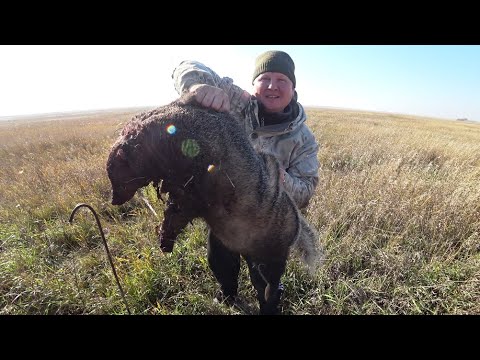 Видео: Добыли барсуков и приготовили их. Простой и вкусный рецепт.