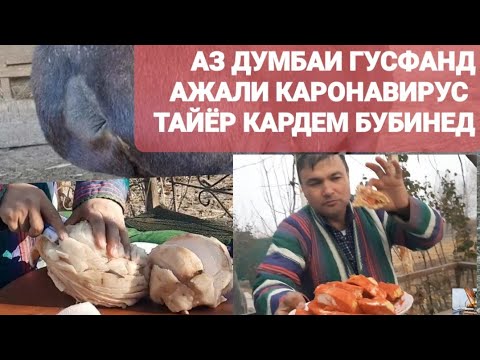 Видео: Думбаи гусфанд