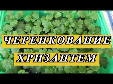 Видео: ЧЕРЕНКОВАНИЕ ХРИЗАНТЕМ,  ЭТОТ МЕТОД РАБОТАЕТ 100%