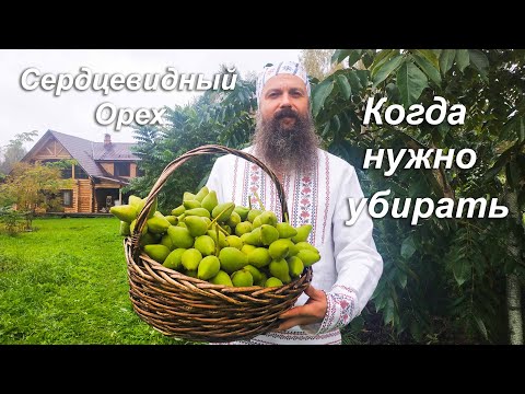 Видео: Когда нужно убирать сердцевидные орехи