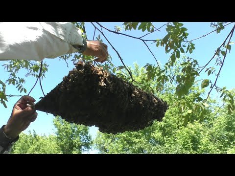Видео: ЭФФЕКТИВНЫЙ СПОСОБ ЛОВЛИ РОЕВ. "АПИРОЙ" В ДЕЙСТВИИ.
